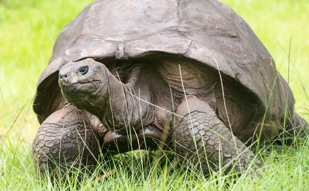 Pasaulē vecākais sauszemes dzīvnieks Džonatans nosvinējis iespaidīgu ...