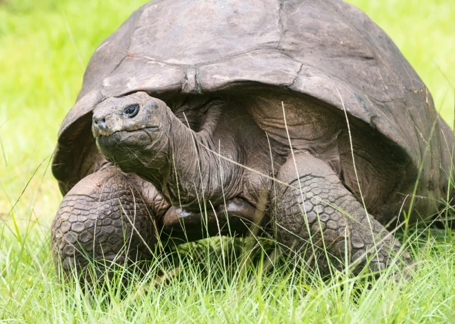 Pasaulē vecākais sauszemes dzīvnieks Džonatans nosvinējis iespaidīgu jubileju