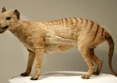 Pēc 85 gadiem atrod pēdējā Tasmānijas tīģera ādu un kaulus