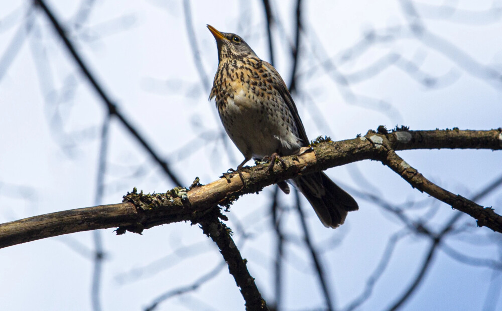 Vairāk nekā 300 putnu dziesmu ierakstos konstatēti 3306 putni