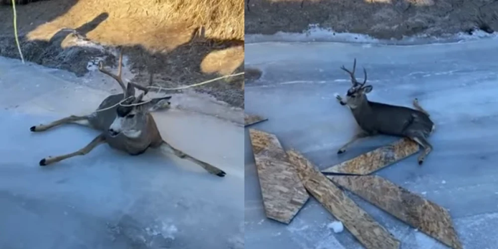 ВИДЕО: спасатели пришли на помощь оленям, упавшим на лед