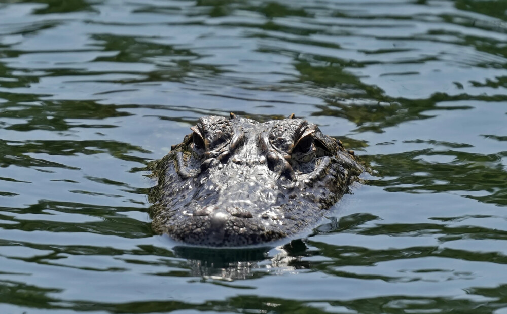 VIDEO: minka atstiepj mājās aligatora galvu