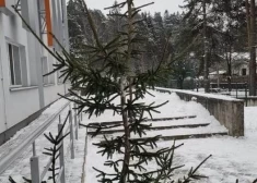 Ziemassvētku skandāls Ogrē: novada mērs Helmanis atrod ierēdni, kas ar līkām eglēm vēlas sagandēt svētku prieku
