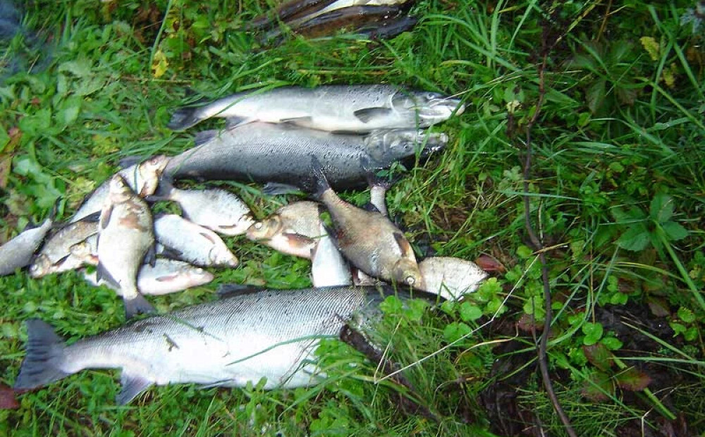 Lašveidīgo nārsta laikā izņemti 235 nelegālie zvejas rīki