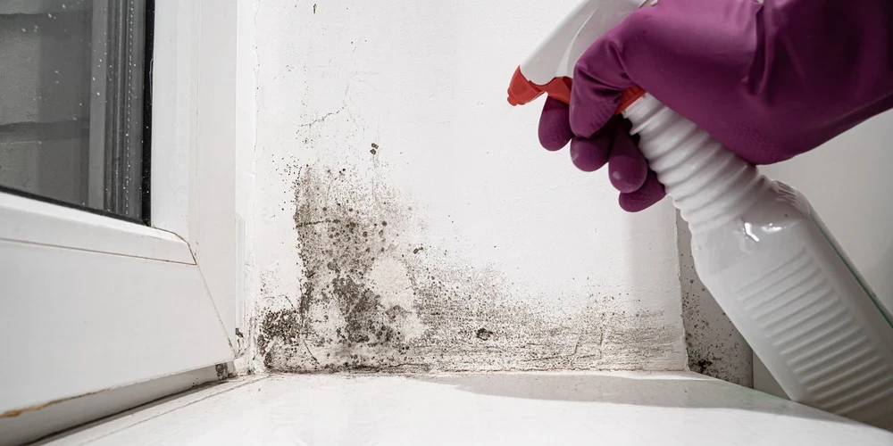 Вызванные плесенью заболевания и аллергию лечить нелегко, потому что до тех пор, пока есть контакт с плесенью, болезнь будет существовать