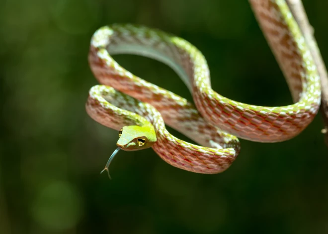 Pārsteigums! Arī čūskām ir klitors