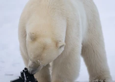 Baltie lāči sagrauž dronu