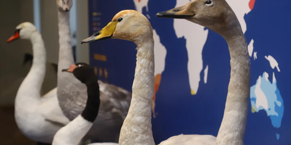 Līdz nākamā gada 21. maijam Dabas muzejā skatāma izstāde "Gulbji – zināmais un nezināmais", kura aicina izzināt gulbju dzīves noslēpumus.