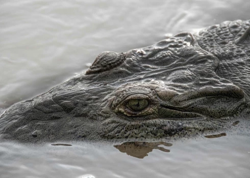 Noķerts milzu krokodils, kurš nogalināja 5 cilvēkus