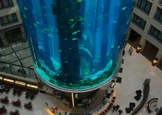 Berlīnes viesnīcā saplīst milzu akvārijs, miljoniem litru ūdens applūdina apkārtni