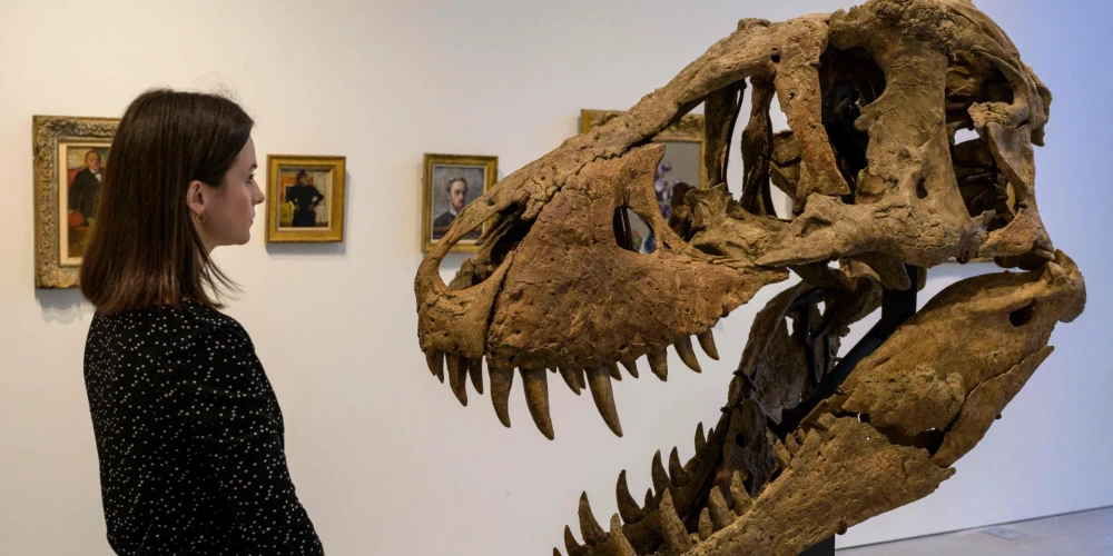 ASV izsolē par 6 miljoniem dolāru pārdota dinozaura galva 