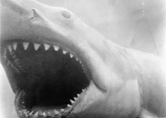 Spīlbergs nožēlo, ka “Žokļi” veicināja haizivju iznīcināšanu