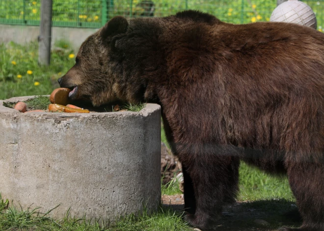 Daļa cilvēku Latvijā uzskata, ka savvaļas lūsi un lāci var izaudzināt par mājdzīvnieku