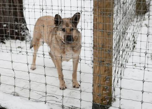 Veterinārārste Lita Konopore: “Katru dienu Bērnu slimnīcā ārstiem ir darīšana ar diviem līdz trim suņu sakostiem bērniem, un domāju, ka daļa dzīvnieku nonāk patversmēs.”