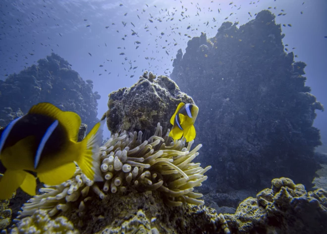 COP15: panākta globāla vienošanās par bioloģisko daudzveidību