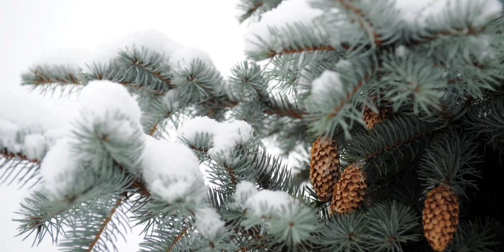 Arī šogad valsts mežos katra ģimene drīkst cirst eglīti Ziemassvētkiem