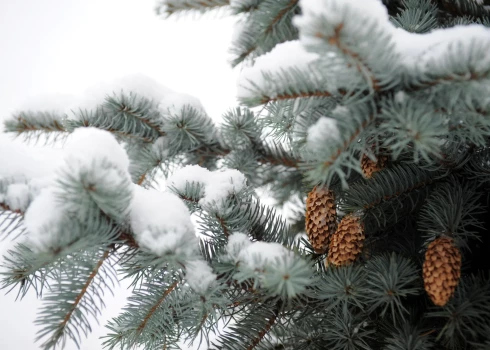 Arī šogad valsts mežos katra ģimene drīkst cirst eglīti Ziemassvētkiem