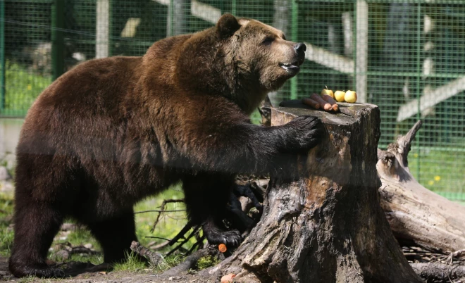 Dabas aizsardzības pārvalde satraukusies, ka katrs piektais latvietis uzskata, ka lācis var kļūt par mīļu mājdzīvnieku.