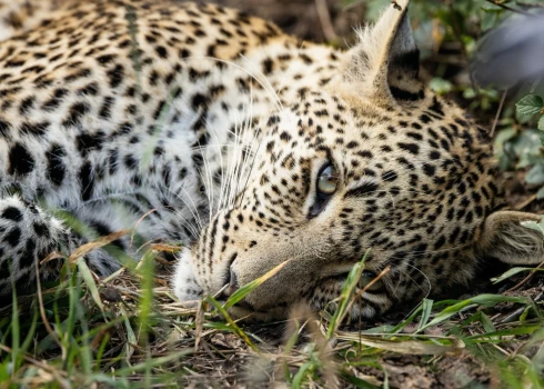 Leopards laiskojas