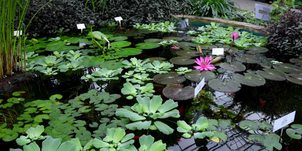 В оранжерее (в зале Botania) пройдут "гномьи" выступления