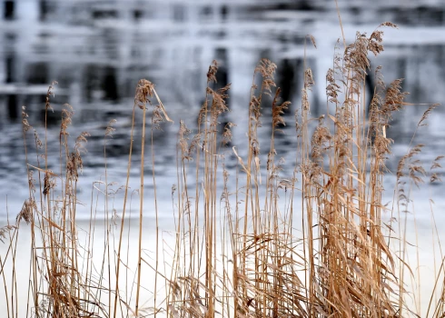 Иллюстративное фото