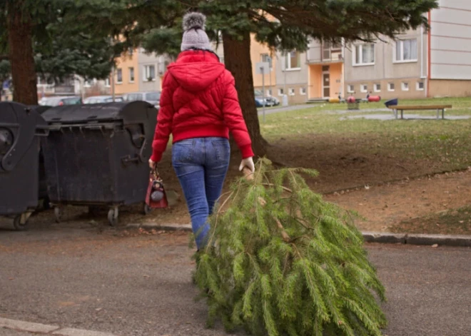 Латвийцев призывают сдавать елки на переработку: до 15 января это можно сделать бесплатно