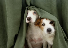 "В понимании животного салют - это война": как защитить собаку от праздничных фейерверков