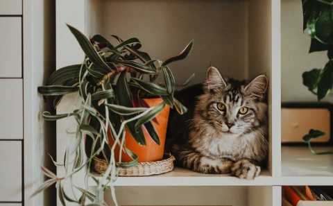 Как защитить комнатные растения от котов - несколько советов