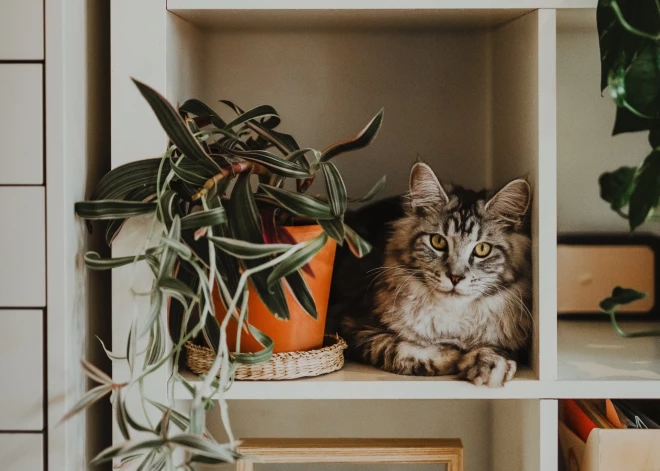 Как защитить комнатные растения от котов - несколько советов