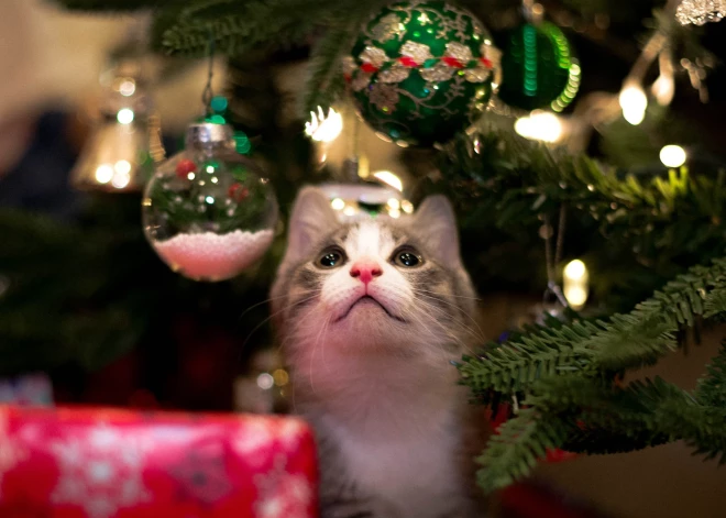 Что нельзя вешать на елку: 6 запрещенных украшений