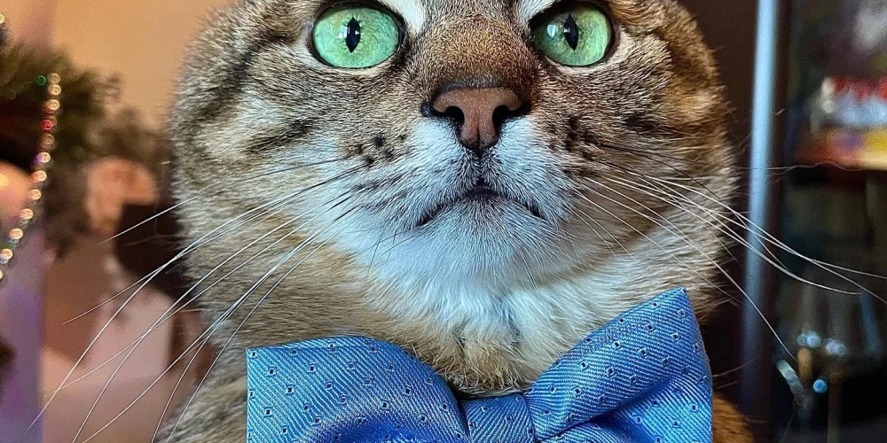 Pin on ネ コ 様 音 頭