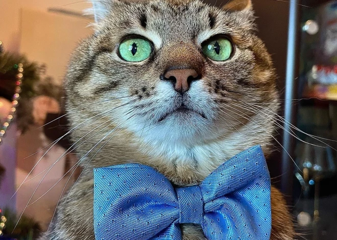 Знаменитый украинский кот Степан вновь покинул родной Харьков: куда уехал усатый блогер