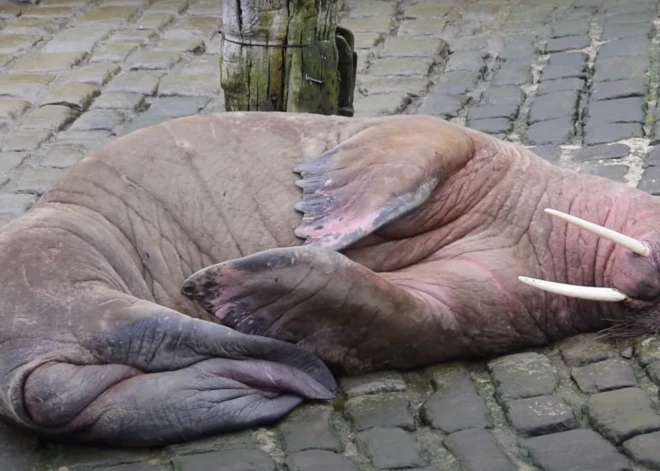 В британском городе отменили новогодний салют из-за моржа