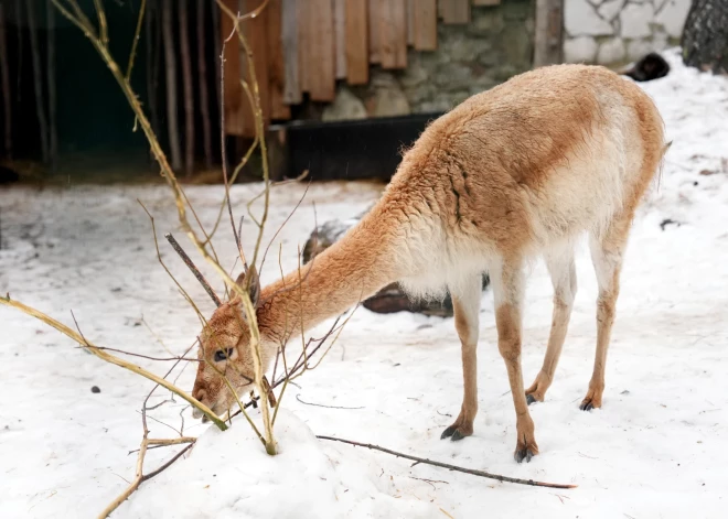 Laika prognoze otrdienai