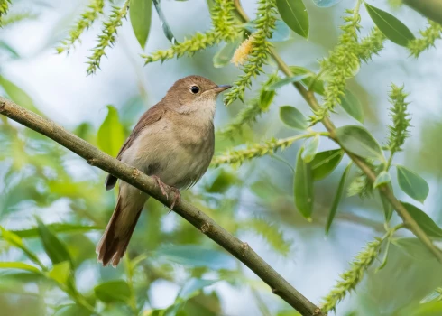 Lakstīgala (Luscinia luscinia)