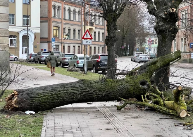 Cильный ветер в Елгаве повалил деревья