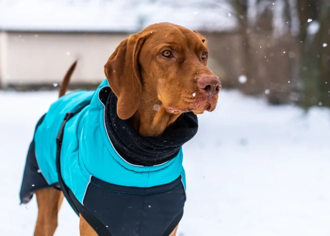 Ziemas mēteļi un zābaciņi suņiem - modes lieta vai reāla nepieciešamība? Skaidro veterinārārste 