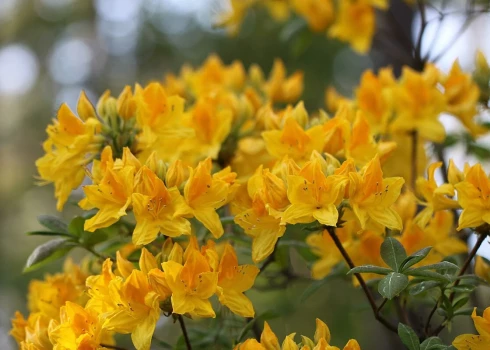 Rododendru šķirne "Slava Ukrainai".