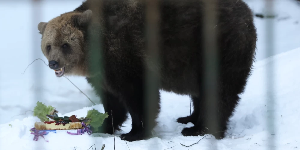 FOTO: Līgatnes dabas taku lācene Ilzīte svinēs 22. dzimšanas dienu