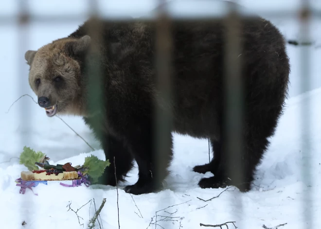 FOTO: Līgatnes dabas taku lācene Ilzīte svinēs 22. dzimšanas dienu