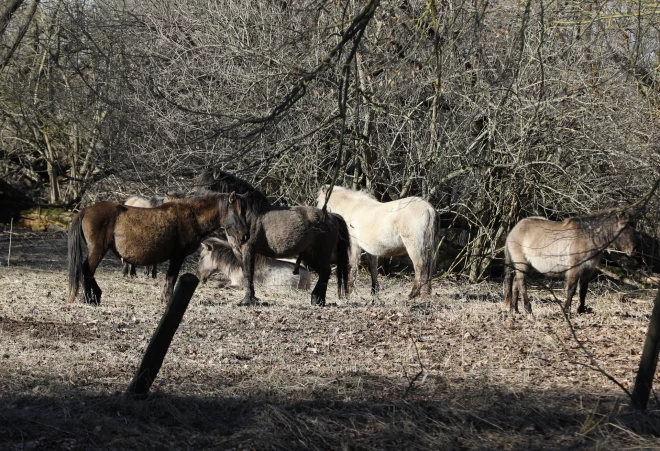 Savvaļas zirgi nožogojumā Jelgavas pils parkā.