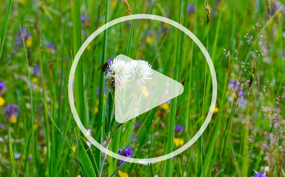 Dabiskā pļava un apputeksnēšana – smalkas un eksistenciāli nozīmīgas ...