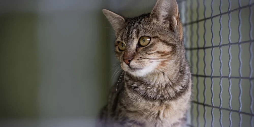 Наводнение не угрожает территории приюта, но мест для животных уже практически нет