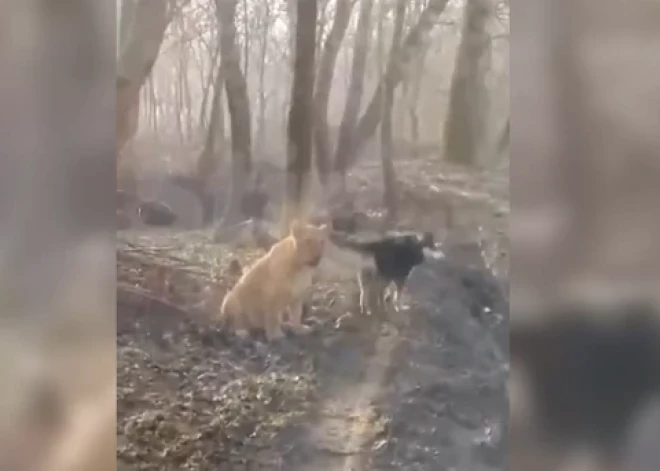 ВИДЕО: в Молдове на берегу Днестра заметили льва из Одессы