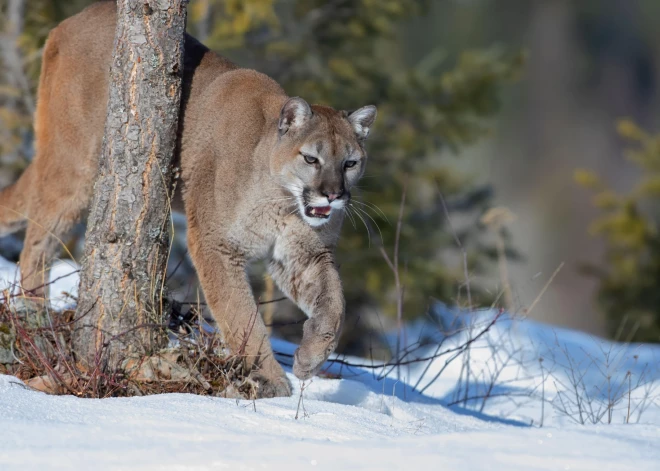 Tieši pirms 50 gadiem no Rīgas zooloģiskā dārza krātiņiem brīvsolī izspruka sešas pumas. Bija nepieciešamas vairākas stundas, lai tās atkal sasauktu mājās.