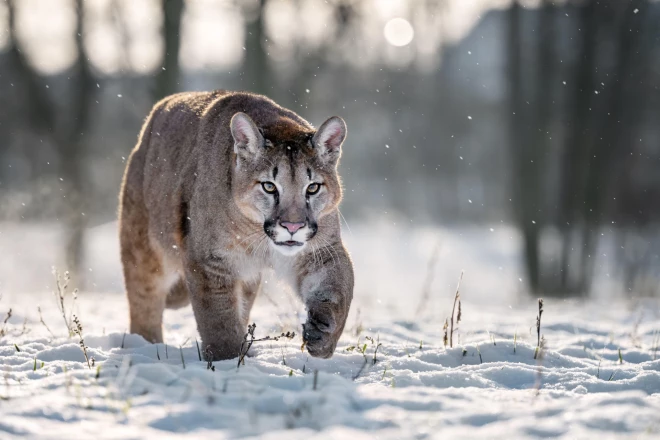 Tieši pirms 50 gadiem no Rīgas zooloģiskā dārza krātiņiem brīvsolī izspruka sešas pumas. Bija nepieciešamas vairākas stundas, lai tās atkal sasauktu mājās.