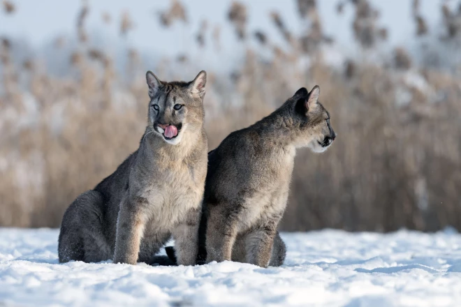 Tieši pirms 50 gadiem no Rīgas zooloģiskā dārza krātiņiem brīvsolī izspruka sešas pumas. Bija nepieciešamas vairākas stundas, lai tās atkal sasauktu mājās.