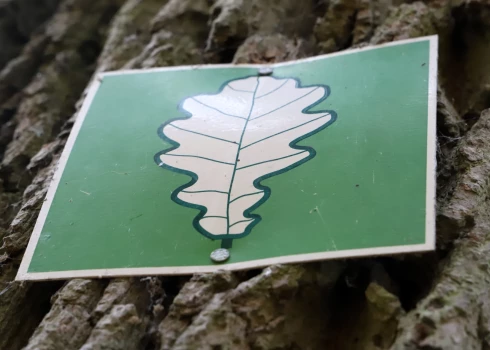 Atpazīstamības zīme "Dižkoks".