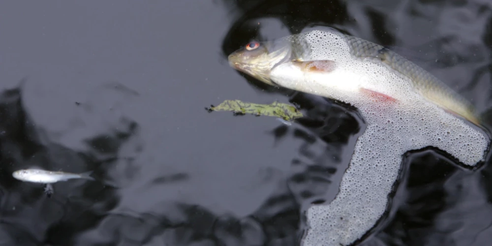 Zivju bojāeju Rāznas ezerā izraisījis arī Latvijā līdz šim neredzēts vīruss