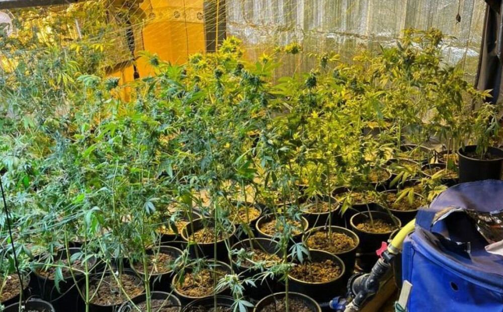 Mājas bēniņos Rīgā atrod marihuānas audzētavu ar 10 kilogramiem marihuānas